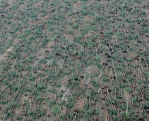 Le climat des Landes affecté par la tempête Klaus