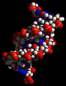 Doppelhelix