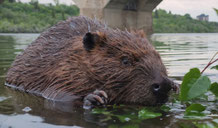 (c) Mike's Beaver Photos and Videos