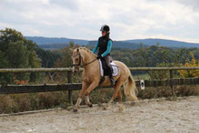 Charly (Reitpony-Wallach v. Top Champy, hier 3-jährig), Besitzer Hermann Schürholz, Drolshagen