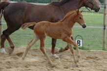 2011 Dear Daisy NOW von Destano