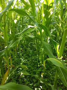 Clover established as a living mulch understory in a fodder maize crop