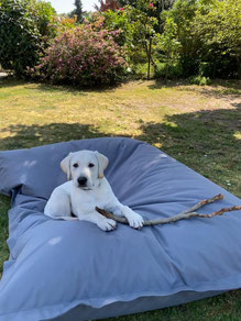 Loki, Labrador 