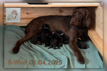 Ailsbacher B-Wurf | 05.04.2025