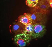 virus virophage, sputnik