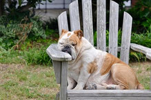 bouledogue anglais marron et blanc assis sur une chaise par coach canin 16 votre educateur canin en charente