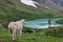 Mountain Goat im Glacier Nationalpark