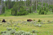 Bisonbullen im Yellowstone Nationalpark