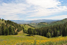 Blumenwiese im Yellowstone Nationalpark