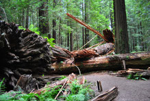 Mammutbaum im Redwood Nationalpark