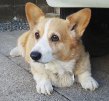 犬の車椅子　コーギー車いす　ダックス車椅子　犬用車椅子　犬 歩行器　犬 車イス　車椅子犬　Dogkart　ドッグカート　クララワークス　犬の駅　