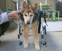 犬の車いす　犬用車椅子　犬車イス　車椅子犬　犬歩行器　コーギー車いす　ダックス車椅子　ＤｏｇＫａｒｔ　クララワークス　犬の駅