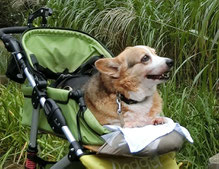 犬の車椅子　コーギー車いす　ダックス車椅子　犬用車椅子　犬 歩行器　犬 車イス　車椅子犬　Dogkart　ドッグカート　クララワークス　犬の駅　