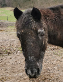 Für immer in unsern Herzen: Blacky