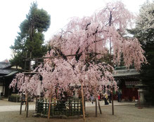 大國魂神社の枝垂桜