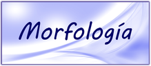 morfologia