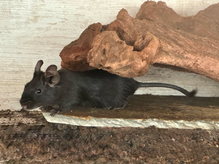Degu Schwarz Uni