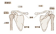 肩甲骨