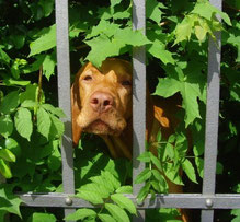 Hund blickt durch einen Gartenzaun, Sinnbild für Medienbeobachtung und Medienkritik.