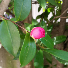 山茶花の花