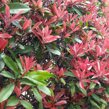 垣根の新芽