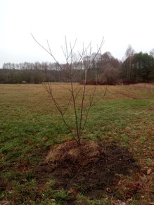 Im Dezember ist der Bienenbaum - Tetradium daniellii var. hupehensis, früher auch Euodia hupehensis - ist von Ludwigsfelde nach Klausdorf umgezogen