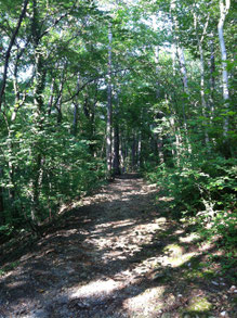 waldbaden im Wiener Wald