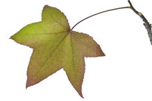 Amberbaum-Blatt
