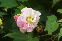 酔芙蓉