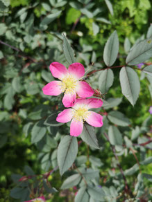 Naturcoach, Meditationslehrer, Shinrin Yoku Daniel Hauser, Uster, Coach, Coaching, Visionssuche