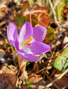 Naturcoach, Meditationslehrer, Shinrin Yoku Daniel Hauser, Uster, Coach, Coaching, Visionssuche