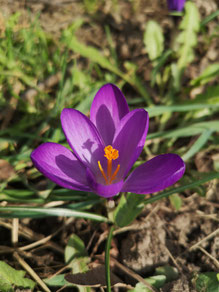 Naturcoach, Meditationslehrer, Shinrin Yoku Daniel Hauser, Uster, Coach, Coaching, Visionssuche