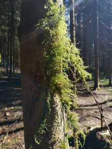 Naturcoach, Meditationslehrer, Shinrin Yoku Daniel Hauser, Uster, Coach, Naturcoaching, Coaching, Visionssuche