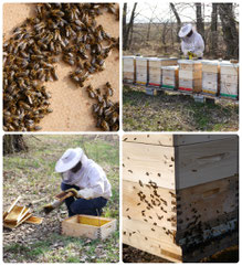 Bienen, Honig, Marille, Wachau, Unterloiben
