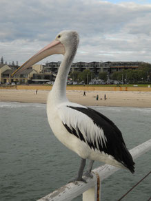 Pélican à lunettes, Australie (photo Ugo)