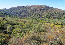 Bosque de la Herrería. San Lorenzo del Escorial. Madrid.