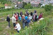 Exkursion im Landfriedwingert, Foto: A. Treffer