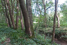 Am Leimbach im NSG Frauweilerwiesen, Foto: A. Treffer