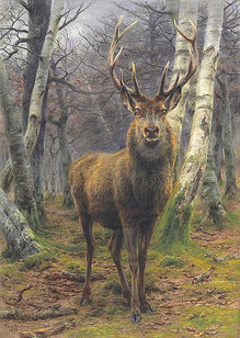  le roi de la foret ce2