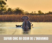 Safari chic au cœur de l’Okavango - Crédit photo : Tous droits réservés.png