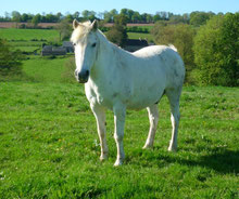 vaillant notre cheval