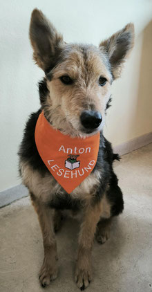 Lesehund Halstuch in orange,bestickt mit Hund und Lesebuch, textilfashion_de