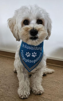 Hundehalstuch in türkis, bestickt mit In Ausbildung Pädagogischer Begleithund,Reflektor,textilfashion_de