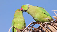 Halsbandsittiche, Gran Canaria
