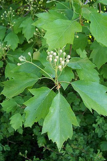 Von Rolf Schulte, CC BY-SA 3.0