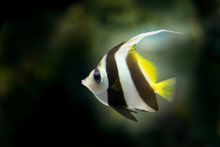 Bunter Fisch im Wasser
