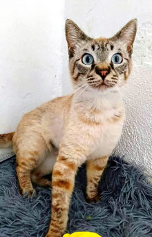 Lynx Point Siam Mix aus Tenneriffa Tierschutz