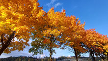 herbstglühen an der Talsperre Pöhl, dem vogtländischen Meer (Foto: W. Roth, 13.10.2025)