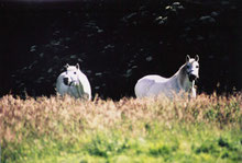 Banquise et White Granite