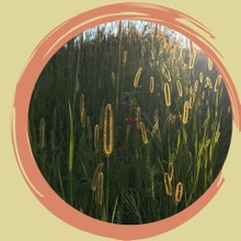 Systematische Therapie und Rückführung mit Simone Baumann aus dem Zürcher Oberland. 